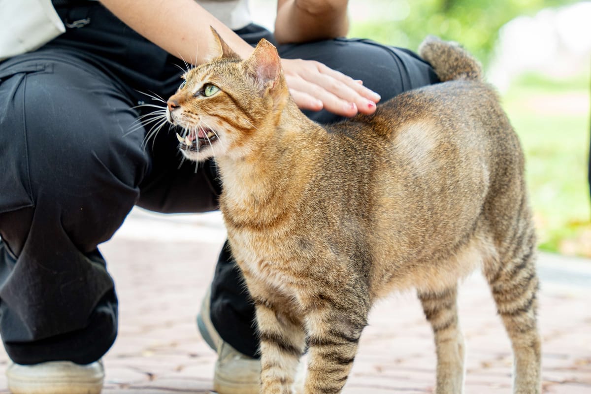 Singapore Community Cats in the Spotlight: Photography Competition Showcase