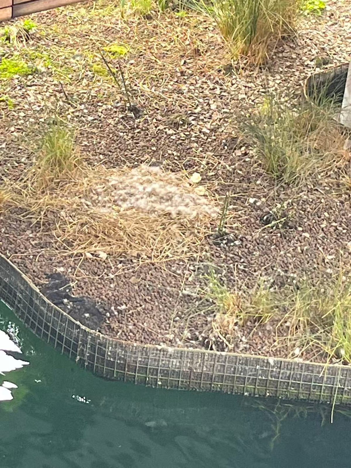 The Canada goose at Canary Wharf