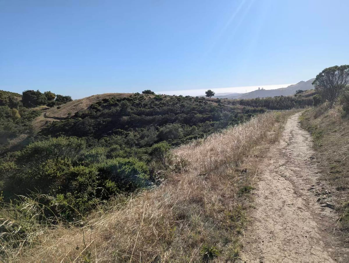 Dry Grass